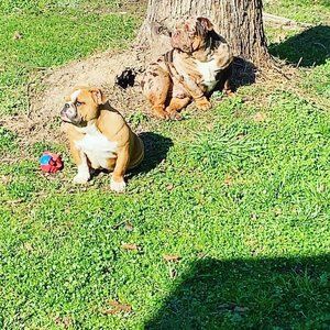 Meet your Posher, Jasper